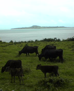 f0137483_10115724.jpg