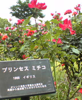 f0137483_11311363.jpg