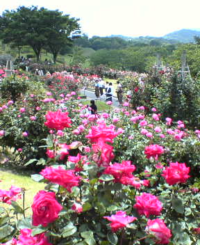 f0137483_1132020.jpg