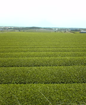 f0137483_1141532.jpg