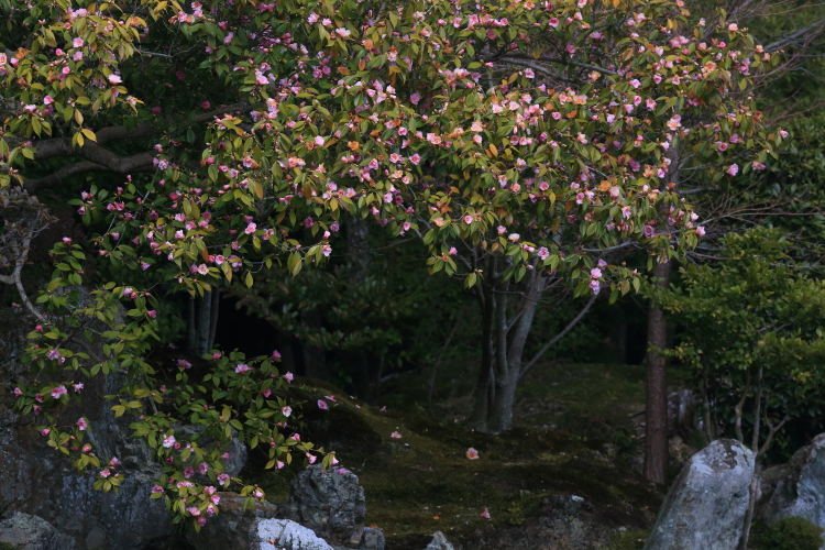 e0051888_684270.jpg
