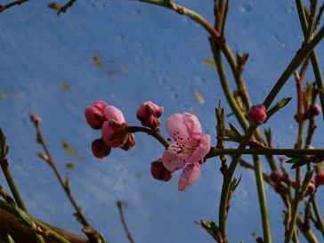b0110999_192324.jpg