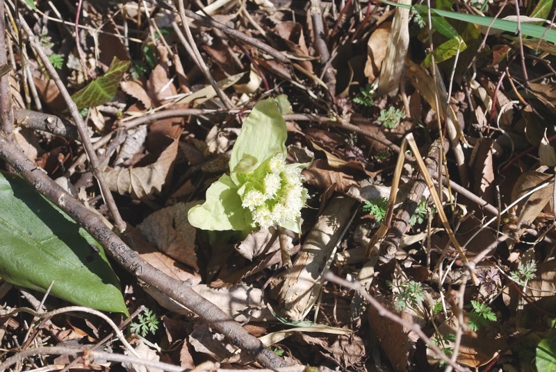 e0025300_20502259.jpg