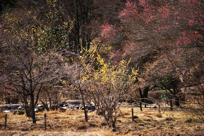 a0263109_16423061.jpg
