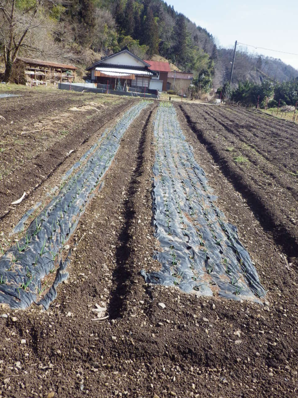 c0300035_1525465.jpg