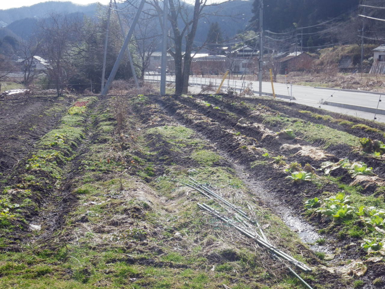 c0300035_1536185.jpg
