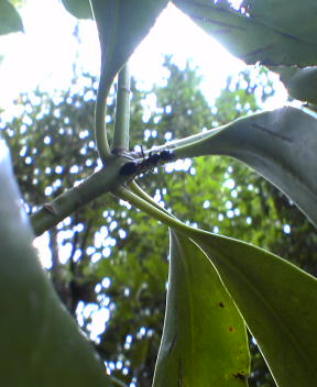 f0137483_1239166.jpg