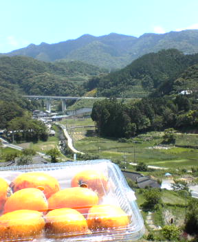 f0137483_9513671.jpg