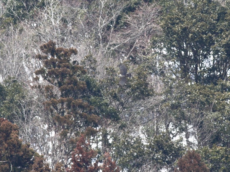 b0223198_2042144.jpg