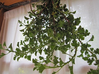 c0152002_17540145.jpg