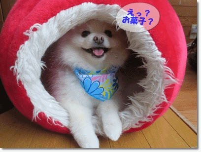 b0167519_16552893.gif