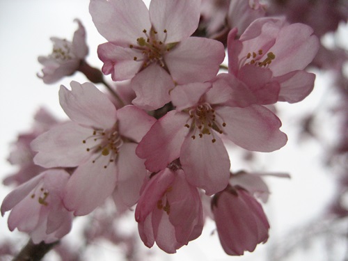 f0201297_012632.jpg