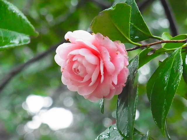b0049307_1834378.jpg