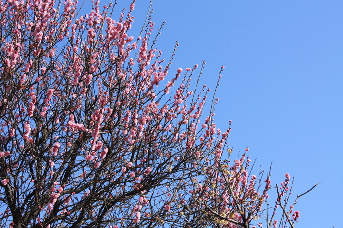 a0214329_639990.jpg