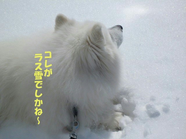 e0176159_15180355.jpg