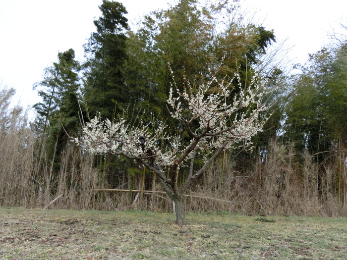 e0199784_2046178.jpg