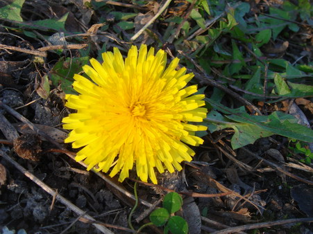 a0247585_742986.jpg