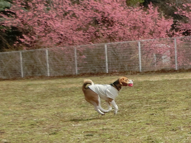 a0319693_17385951.jpg