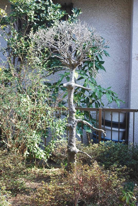 e0025300_15595963.jpg