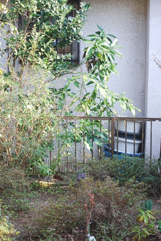 e0025300_16122265.jpg