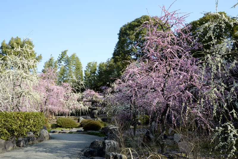 b0042837_459444.jpg