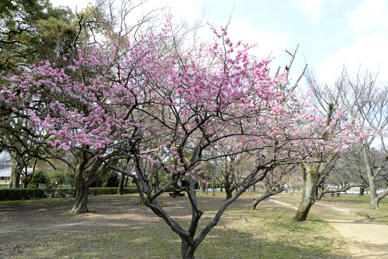 b0042837_516080.jpg