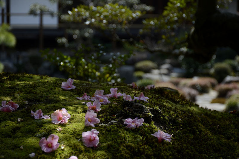 b0042837_595137.jpg