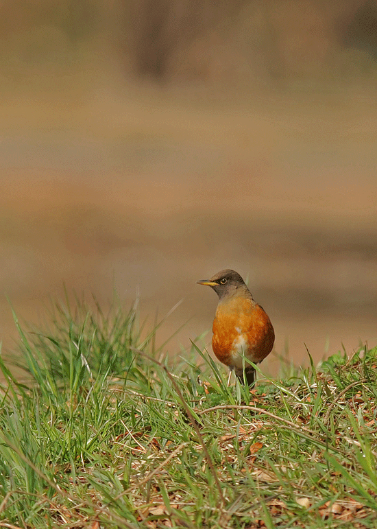 d0290240_22450731.gif