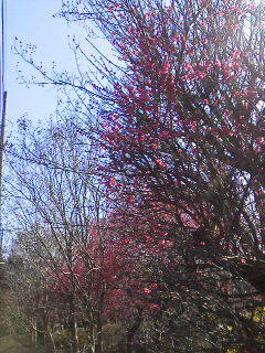 b0077451_12451227.jpg