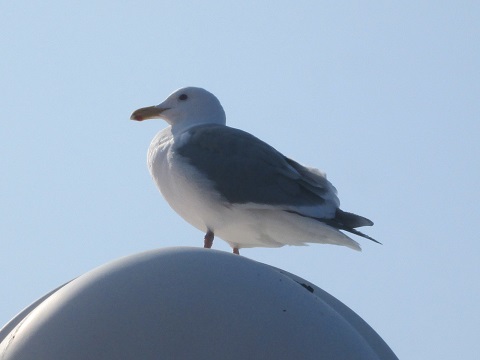 d0029363_1636516.jpg