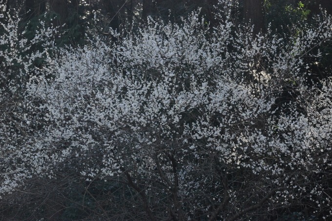 b0194593_2147581.jpg