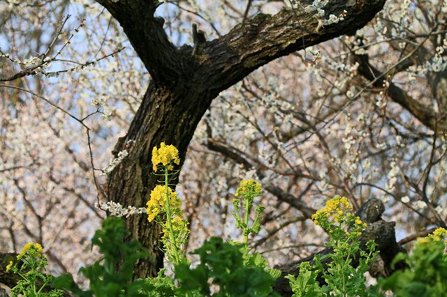 a0242438_20223414.jpg
