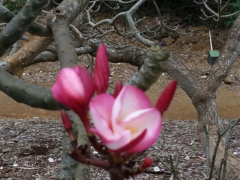 b0126453_4242764.jpg