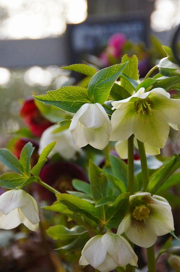 d0083761_20191651.jpg