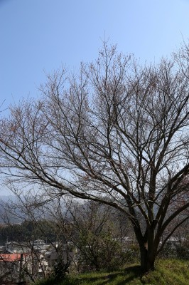 f0037378_2117164.jpg