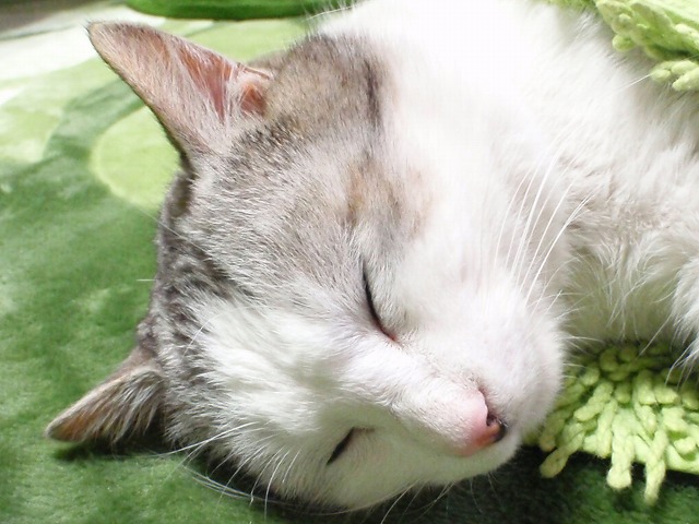 a0159490_174523.jpg
