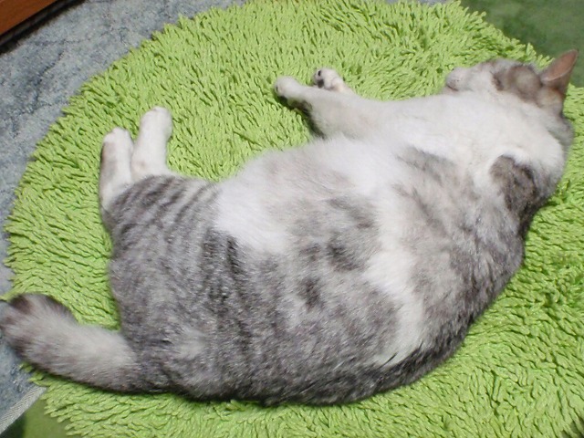 a0159490_174780.jpg