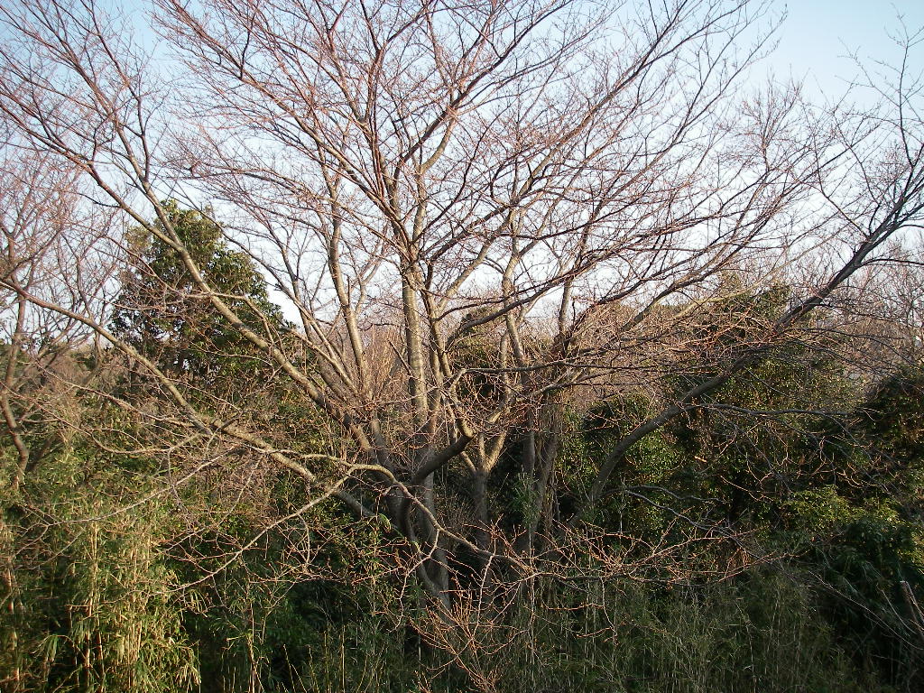 d0046294_7232514.jpg