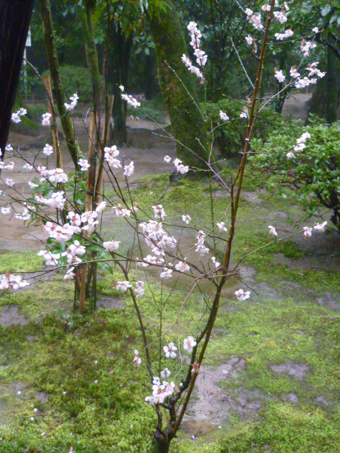 d0178017_11335681.jpg