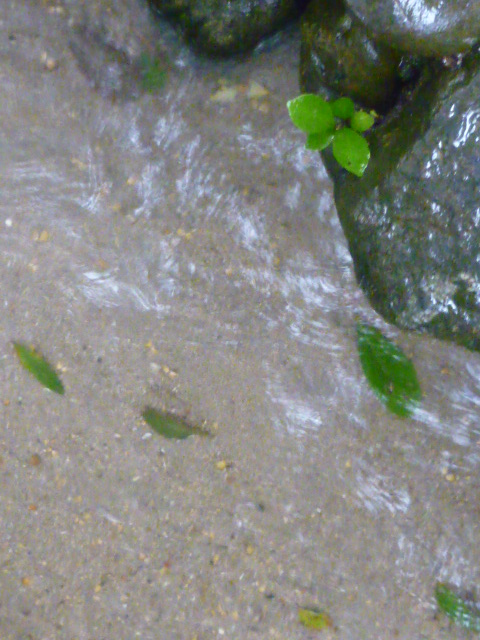 d0178017_11552512.jpg