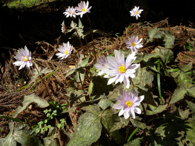 e0272335_2010432.jpg