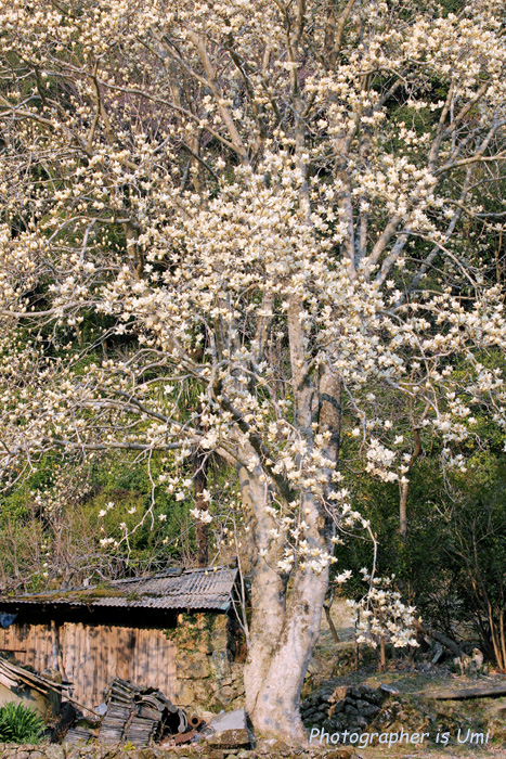 e0083238_23364551.jpg