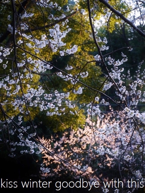 a0147281_2030775.jpg
