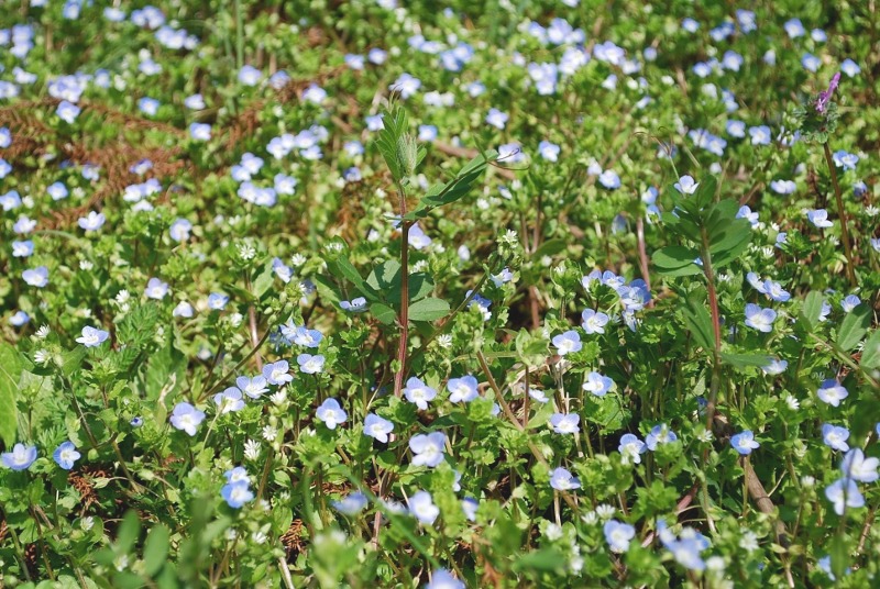 e0025300_1765949.jpg