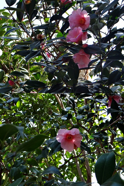 d0037233_11132053.jpg