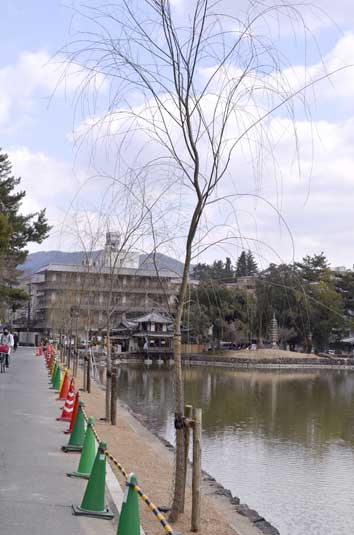 a0100742_9575094.jpg