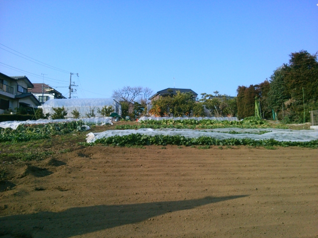 b0024261_113529.jpg