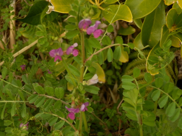e0292172_2044345.jpg