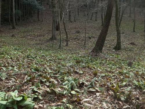 e0271890_17414557.png