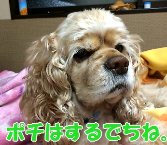 にほんブログ村 犬ブログ アメリカンコッカースパニエルへ